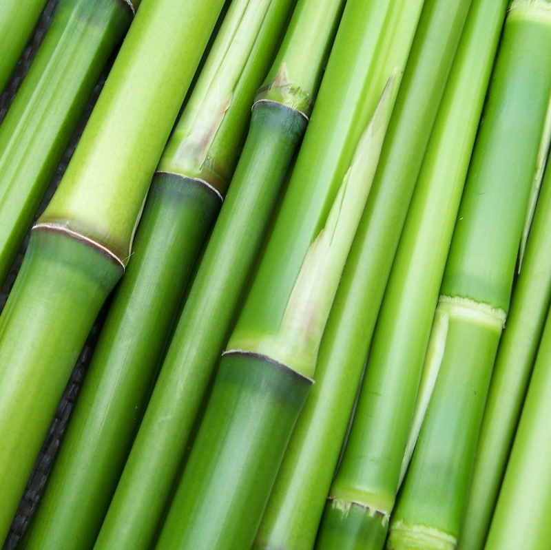 FSS Bamboo Extract G